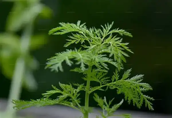 Artemisinin concentration and antioxidant capacity of Artemisia annua distillation by product